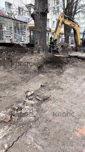 Власти Калининграда рассказали о причинах падения деревьев на Галицкого (фото)   - Новости Калининграда | Фото: очевидец