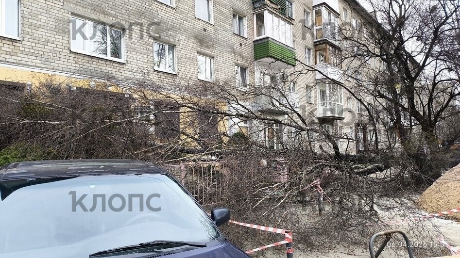 Власти Калининграда рассказали о причинах падения деревьев на Галицкого (фото)   - Новости Калининграда | Фото: очевидец