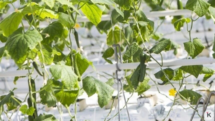 «Вот так чудо! Наконец, стал дешевле огурец!»: музыкальный дайджест калининградских новостей за неделю (видео)   - Новости Калининграда | Фото: Александр Подгорчук / Архив «Клопс»