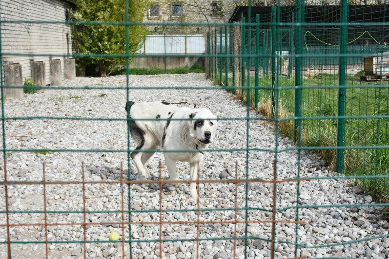 Количество собак, которые постоянно находятся в ЦБЖ, постепенно растёт | Фото: Виктория Исаенко