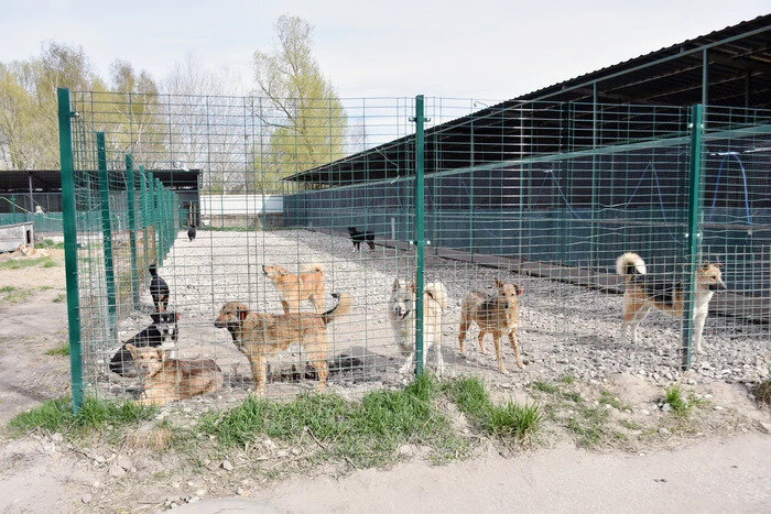 Сейчас в Центре находится около 300 собак. Более 250 из них - на постоянном содержании  | Фото: Виктория Исаенко