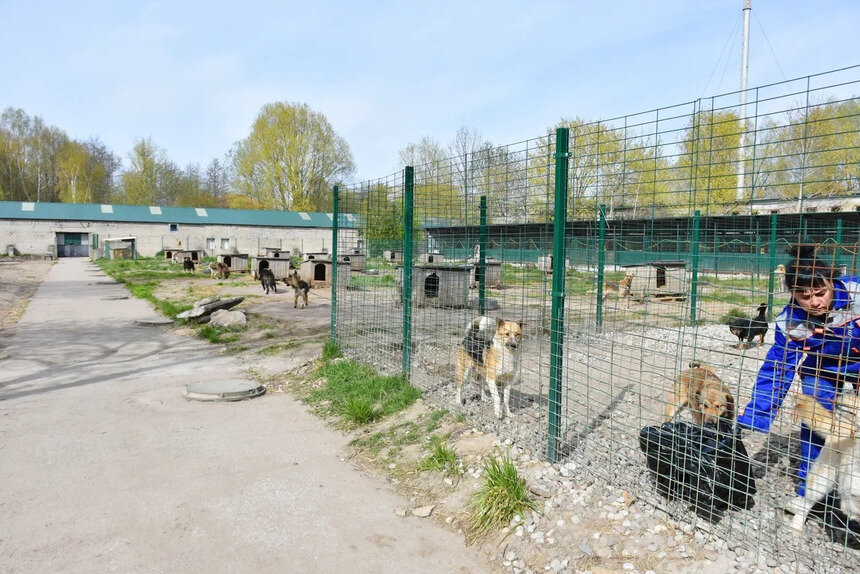 Государственное бюджетное учреждение «Центр для безнадзорных животных» находится на ул. Дзержинского, 205 А  | Фото: Виктория Исаенко