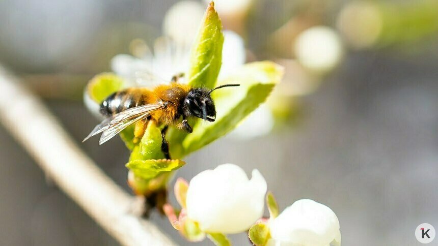 Бор добавить, азот ограничить: как подкармливать цветущие яблони, рассказал калининградский агроном - Новости Калининграда | Фото: Александр Подгорчук / Архив «Клопс»