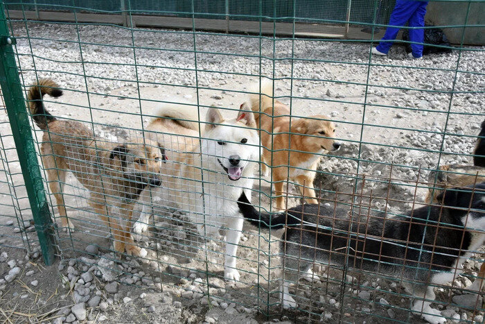 Бездомные животные нуждаются в нашей помощи | Фото: Виктория Исаенко