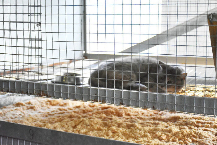 Блок для содержания кошек в ЦБЖ тоже есть | Фото: Виктория Исаенко