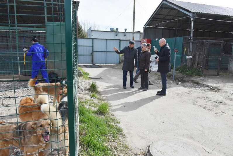 Количество собак, которые постоянно находятся в ЦБЖ, постепенно растёт | Фото: Виктория Исаенко