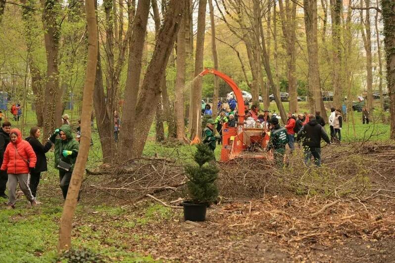 Калининград присоединился ко Всероссийскому субботнику: на городских территориях высадили новые пихты - Новости Калининграда | Фото: телеграм-канал Елены Дятловой