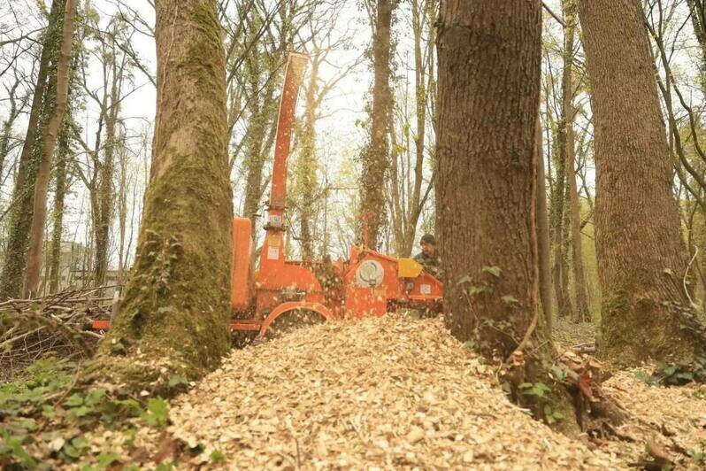 Калининград присоединился ко Всероссийскому субботнику: на городских территориях высадили новые пихты - Новости Калининграда | Фото: телеграм-канал Елены Дятловой