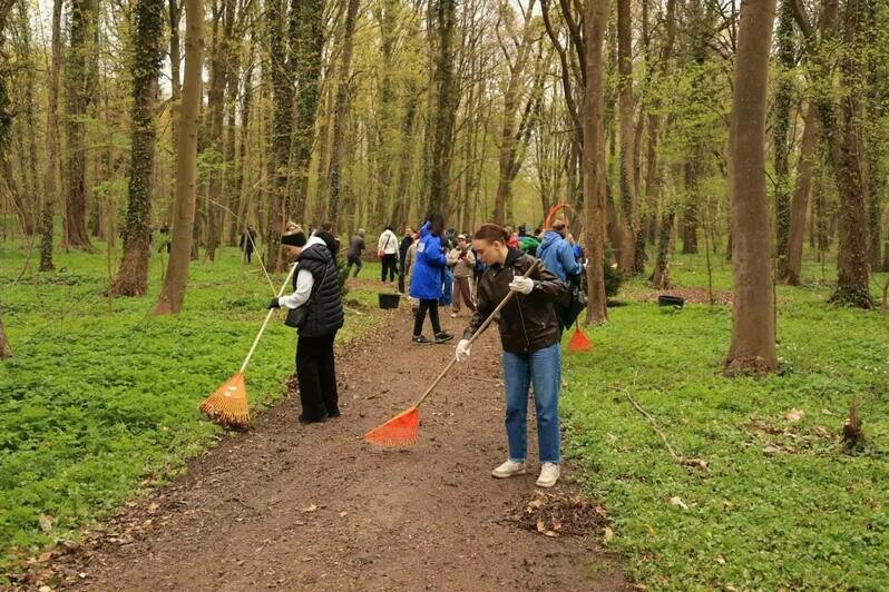 Калининград присоединился ко Всероссийскому субботнику: на городских территориях высадили новые пихты - Новости Калининграда | Фото: телеграм-канал Елены Дятловой