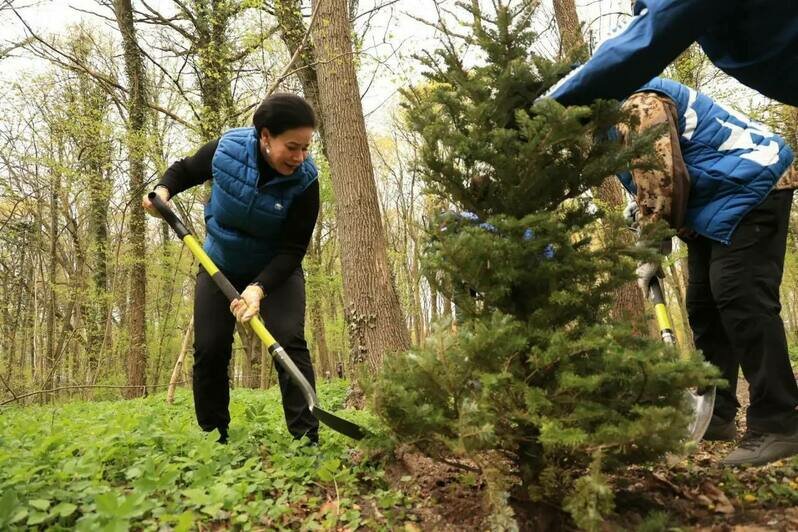 Калининград присоединился ко Всероссийскому субботнику: на городских территориях высадили новые пихты - Новости Калининграда | Фото: телеграм-канал Елены Дятловой