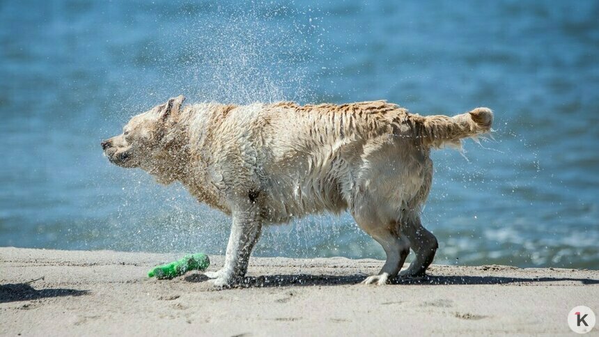 Россиян предупредили о штрафах за выгул домашних животных на пляжах - Новости Калининграда | Фото: Александр Подгорчук / Архив «Клопс»