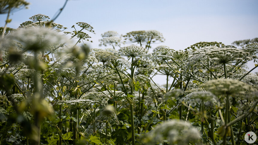 В Зеленоградском районе заплатят 1 млн рублей за оценку химической борьбы с борщевиком   - Новости Калининграда | Фото: Александр Подгорчук / Архив «Клопс»