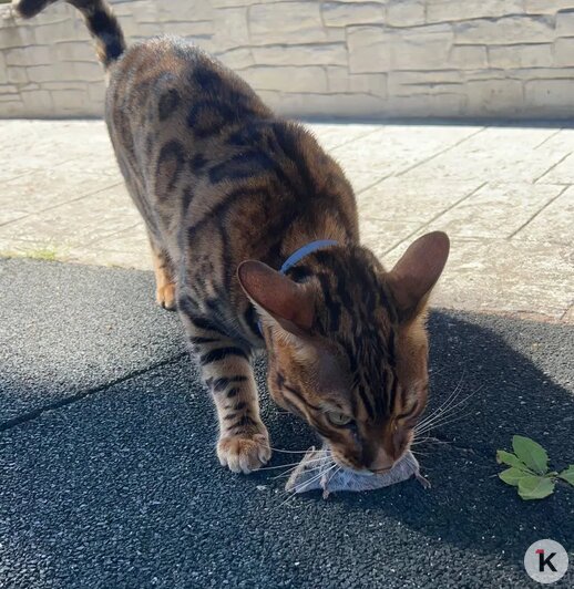 «Без Лео наш дом опустел»: в Калининграде породистого кота украли прямо под камерой видеонаблюдения (фото)   - Новости Калининграда | Фото: Наталья
