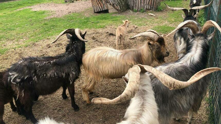 В Гвардейском районе отряд из 20 коз совершал набеги на чужие огороды - Новости Калининграда | Фото: архив «Клопс»