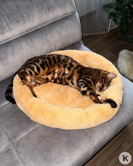 «Без Лео наш дом опустел»: в Калининграде породистого кота украли прямо под камерой видеонаблюдения (фото)   - Новости Калининграда | Фото: Наталья