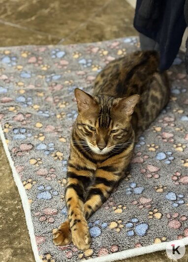 «Без Лео наш дом опустел»: в Калининграде породистого кота украли прямо под камерой видеонаблюдения (фото)   - Новости Калининграда | Фото: Наталья