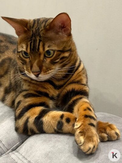 «Без Лео наш дом опустел»: в Калининграде породистого кота украли прямо под камерой видеонаблюдения (фото)   - Новости Калининграда | Фото: Наталья