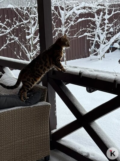 «Без Лео наш дом опустел»: в Калининграде породистого кота украли прямо под камерой видеонаблюдения (фото)   - Новости Калининграда | Фото: Наталья