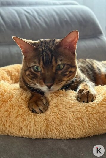 «Без Лео наш дом опустел»: в Калининграде породистого кота украли прямо под камерой видеонаблюдения (фото)   - Новости Калининграда | Фото: Наталья