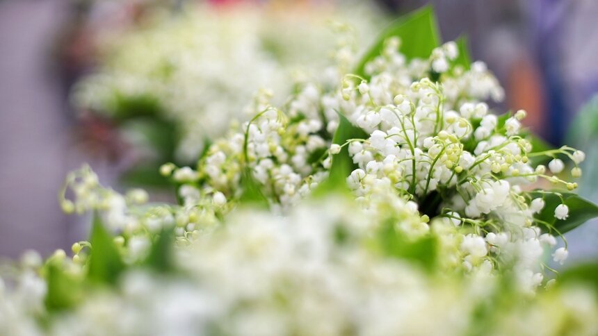 Запуск фонтанов и начало летнего сезона: в трёх парках Калининграда отметят День весны и труда - Новости Калининграда | Фото: архив «Клопс»