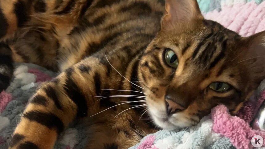 «Без Лео наш дом опустел»: в Калининграде породистого кота украли прямо под камерой видеонаблюдения (фото)   - Новости Калининграда | Фото: Наталья