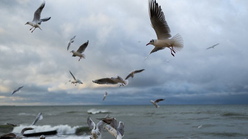 Ледяной воздух и северный ветер: синоптики рассказали, какой будет погода в Калининградской области в среду - Новости Калининграда | Фото: Александр Подгорчук / Архив «Клопс»