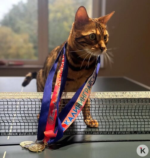 «Без Лео наш дом опустел»: в Калининграде породистого кота украли прямо под камерой видеонаблюдения (фото)   - Новости Калининграда | Фото: Наталья