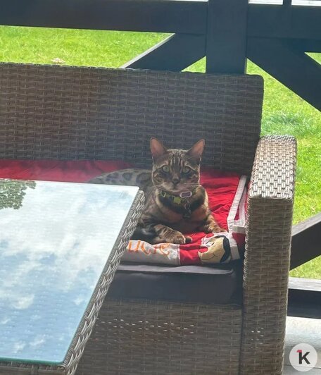 «Без Лео наш дом опустел»: в Калининграде породистого кота украли прямо под камерой видеонаблюдения (фото)   - Новости Калининграда | Фото: Наталья