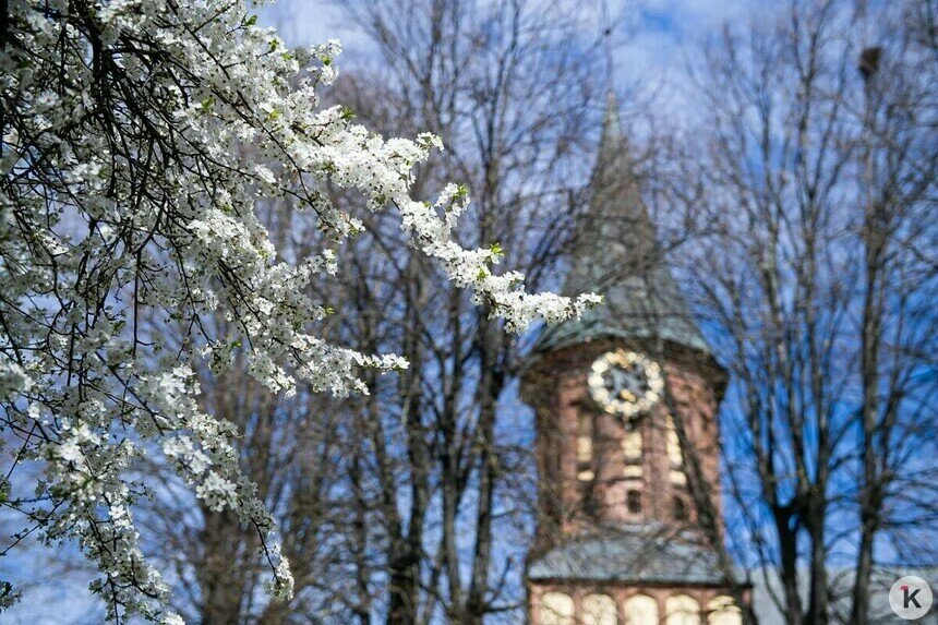 Фото дня: цветущие деревья на острове Канта в Калининграде  - Новости Калининграда | Фото: Александр Подгорчук / «Клопс»