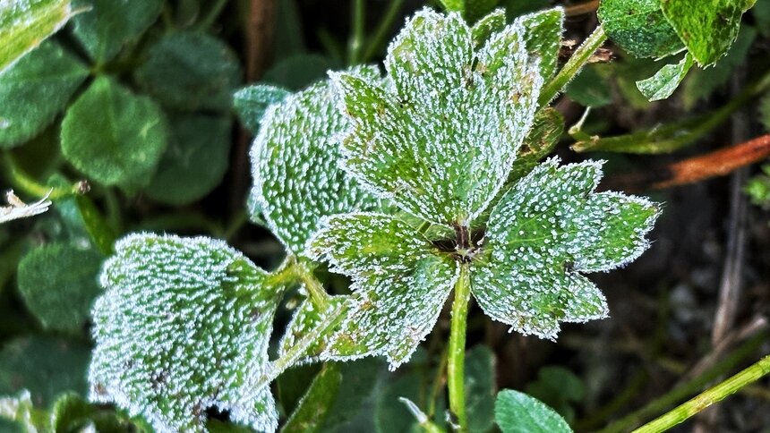 Апрель попрощается с калининградцами ночными заморозками: столбик термометра в четверг опустится до -3 - Новости Калининграда | Фото: Александр Подгорчук / Архив «Клопс»
