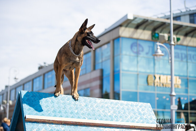 Квест в дыму: в Калининграде отмечают День пожарной охраны | Фото: Александр Подгорчук 