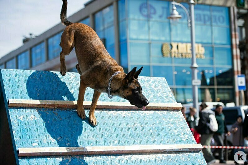 Служебные собаки и квест в дымокамере: на площади Победы в Калининграде отметили День пожарной охраны (фоторепортаж) - Новости Калининграда | Фото: Александр Подгорчук / «Клопс»