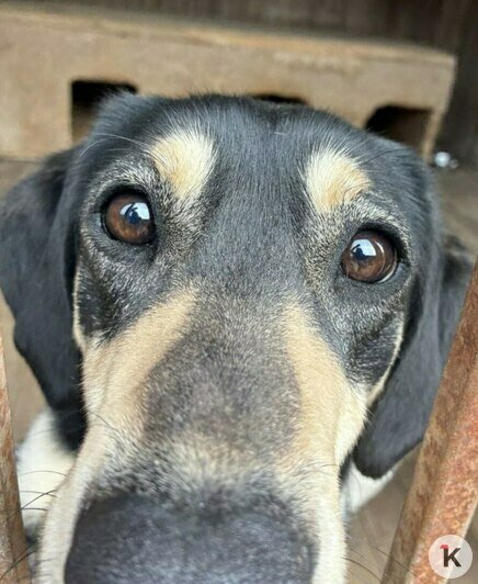 «Без лекарства Лане не справиться»: калининградский приют борется за здоровье сотни животных (фото)   - Новости Калининграда | Фото: Галина Головко