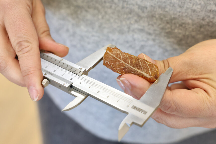 В Калининграде нашли редкий янтарь с отпечатком листа дуба | Фото: Калининградский янтарный комбинат