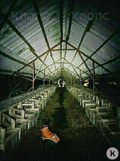 На заброшенной ферме можно снимать хорроры | Фото: Екатерина Преснякова 