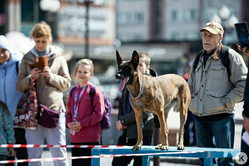 Служебные собаки и квест в дымокамере: на площади Победы в Калининграде отметили День пожарной охраны (фоторепортаж) - Новости Калининграда | Фото: Александр Подгорчук / «Клопс»