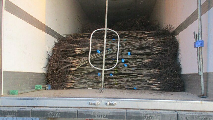 В Калининградской области высадят 13 тыс. саженцев грецких орехов - Новости Калининграда | Фото: пресс-служба Россельхознадзора по Калининградской области