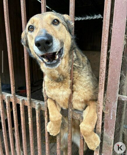 «Без лекарства Лане не справиться»: калининградский приют борется за здоровье сотни животных (фото)   - Новости Калининграда | Фото: Галина Головко