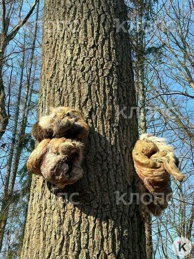 Куклы и шкуры животных на дереве в глухом лесу выглядят пугающе  | Фото: Екатерина Преснякова 