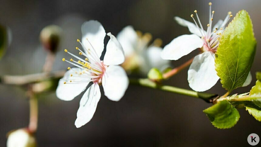 Скорая помощь для сада: калининградский агроном рассказал, как спасти яблони листовой подкормкой - Новости Калининграда | Фото: Александр Подгорчук / Архив «Клопс»
