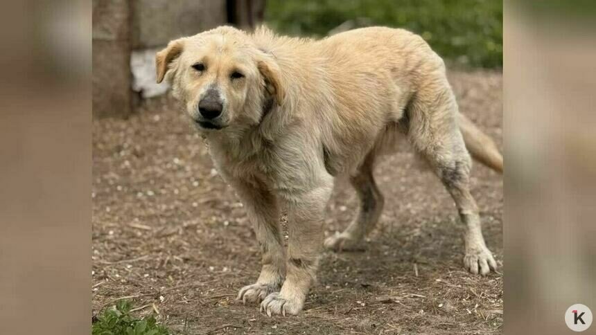 «Без лекарства Лане не справиться»: калининградский приют борется за здоровье сотни животных (фото)   - Новости Калининграда | Фото: Галина Головко