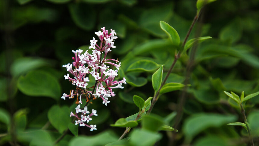 Не помощь дереву, а ущерб экологии: за сорванную ветку сирени россияне могут получить 15 суток - Новости Калининграда | Фото: Александр Подгорчук / Архив «Клопс»