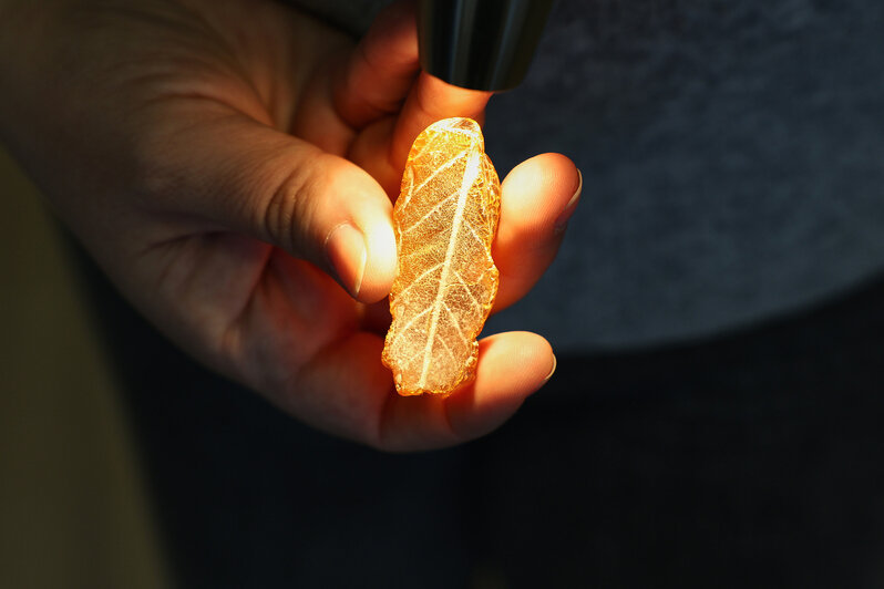 В Калининграде нашли янтарь с отпечатком листа доисторического дуба, исчезнувшего 2,5 млн лет назад - Новости Калининграда | Фото: пресс-служба Калининградского янтарного комбината