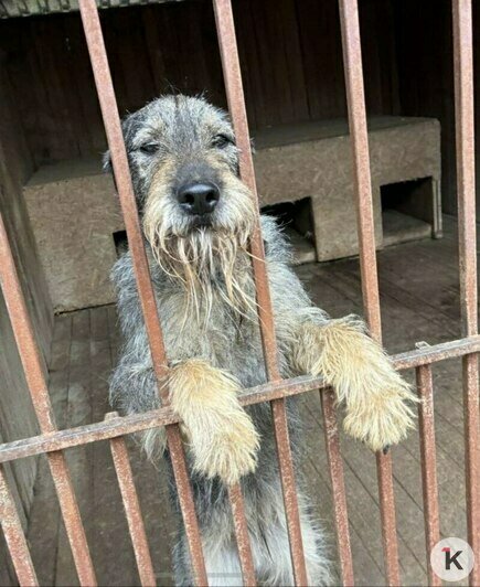 «Без лекарства Лане не справиться»: калининградский приют борется за здоровье сотни животных (фото)   - Новости Калининграда | Фото: Галина Головко