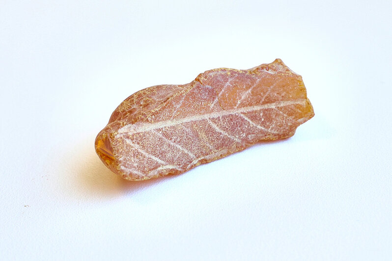 В Калининграде нашли янтарь с отпечатком листа доисторического дуба, исчезнувшего 2,5 млн лет назад - Новости Калининграда | Фото: пресс-служба Калининградского янтарного комбината