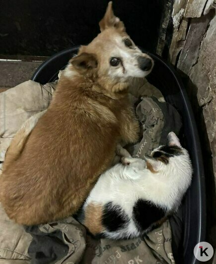 «Без лекарства Лане не справиться»: калининградский приют борется за здоровье сотни животных (фото)   - Новости Калининграда | Фото: Галина Головко