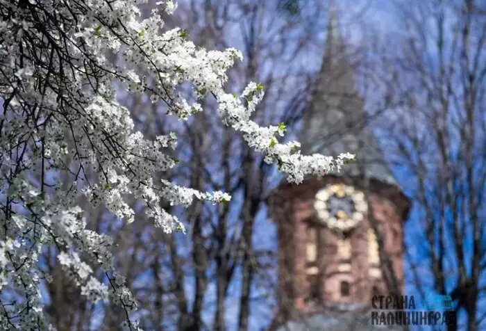 В Калининграде буйство красок и зелени | Фото: Александр Подгорчук