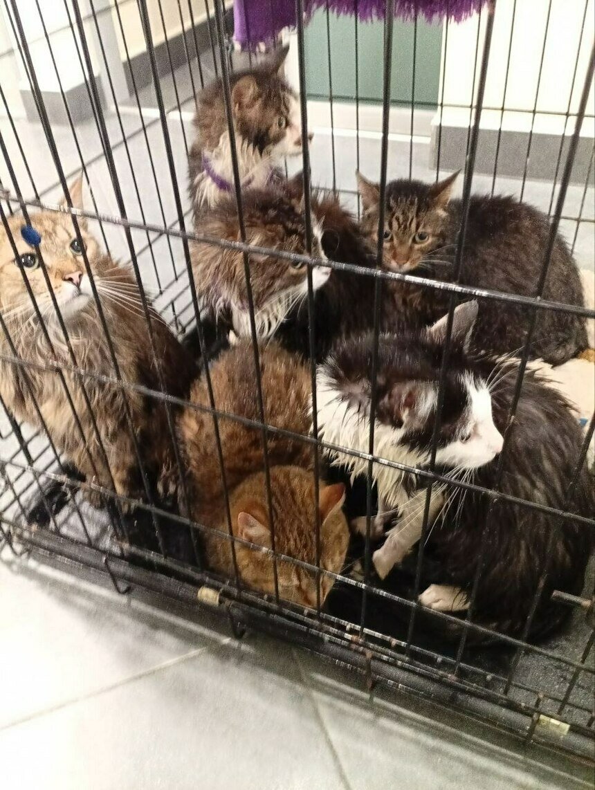 Из‑за разлива кипятка в котокафе Калининграда погибли около двадцати кошек | Фото: со страницы приюта Натальи Шиховой в соцсетях.