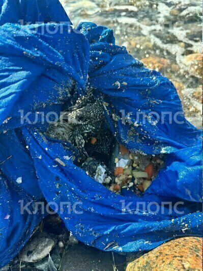 На побережье Калининградской области обнаружили странные мешки с мёртвыми птицами (фото)   - Новости Калининграда | Фото: Мария