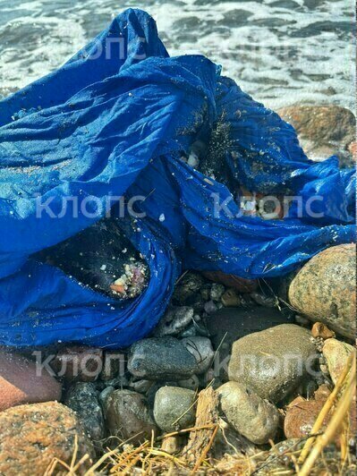 На побережье Калининградской области обнаружили странные мешки с мёртвыми птицами (фото)   - Новости Калининграда | Фото: Мария